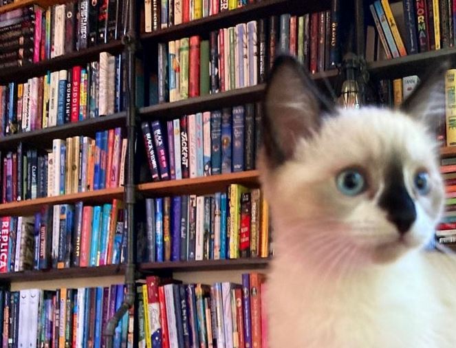 A ragdoll kitten in front of a bookshelf.